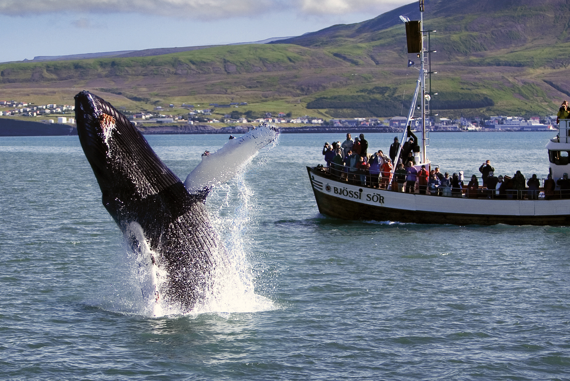 Hvalsafari Husavik