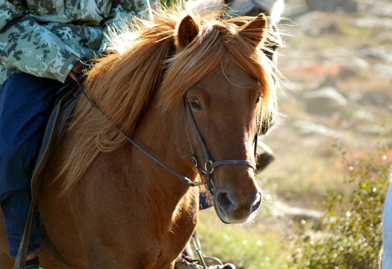 iceland horseback-riding