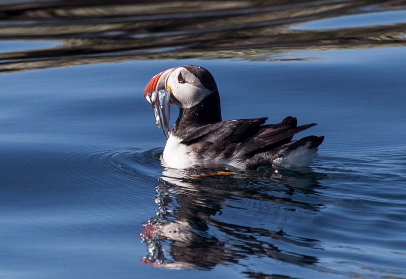 puffin reykjavik