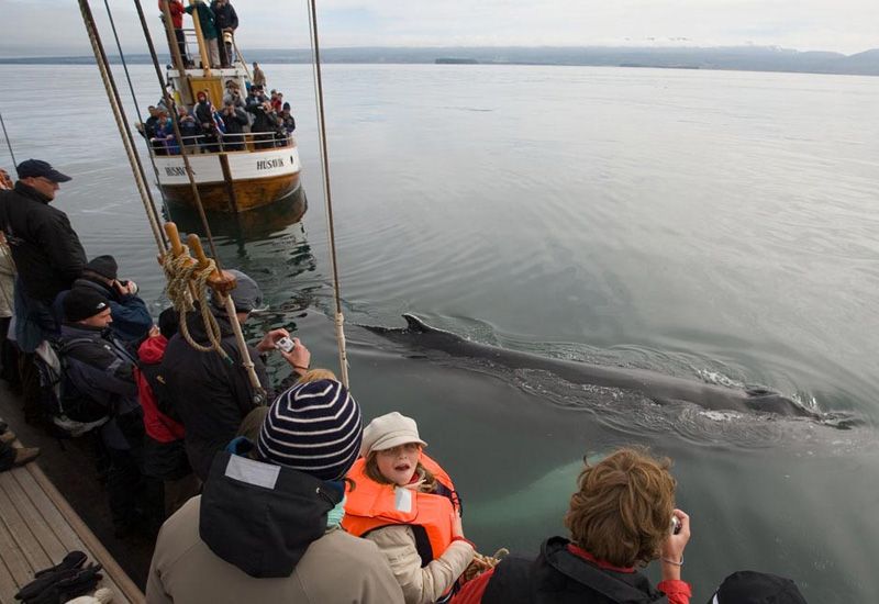 Husavik Iceland Whale Watching 