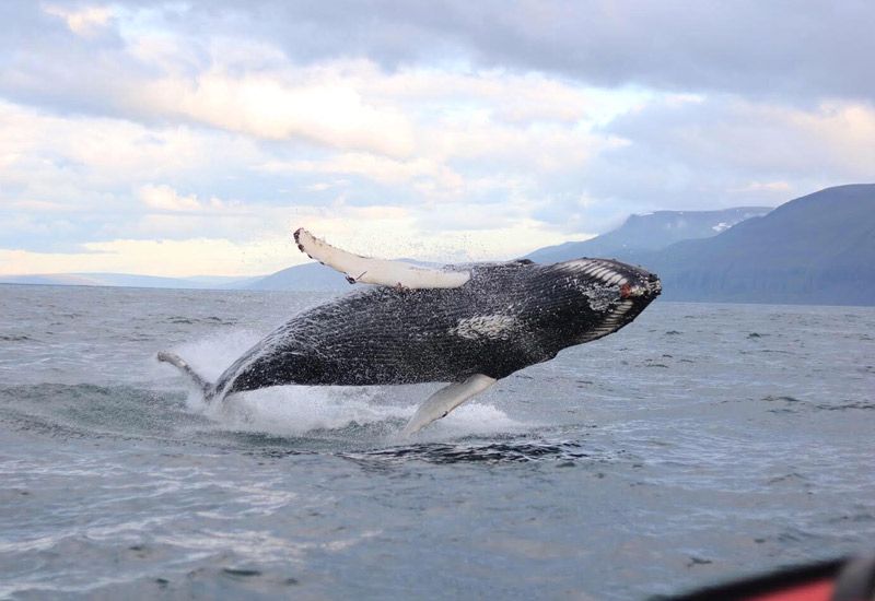 Rib Boat Husavik Whale Watching