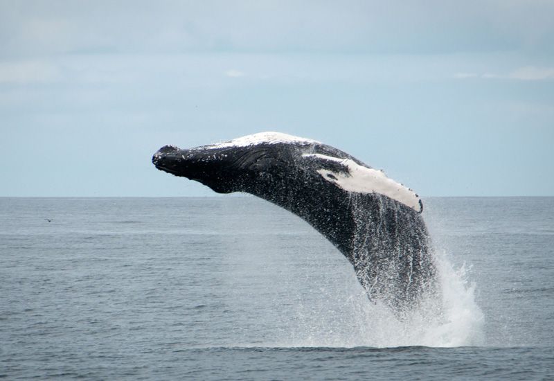 whale watching reykjavik