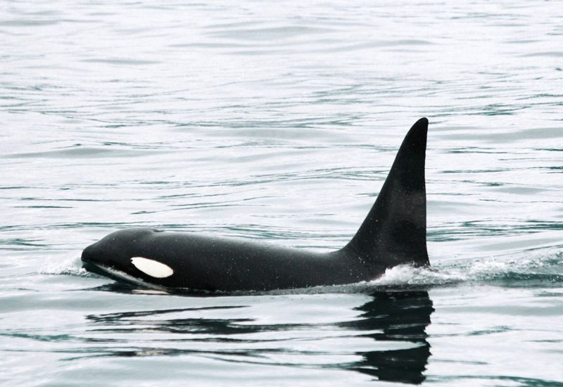 Killer Whale Husavik